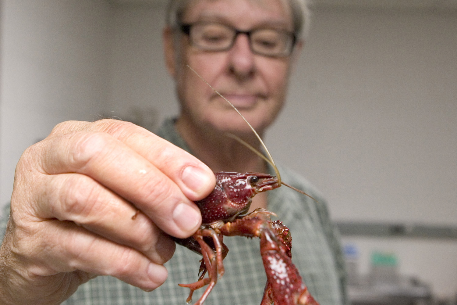 Inside The Crayfish Brain